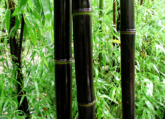 Phyllostachys nigra